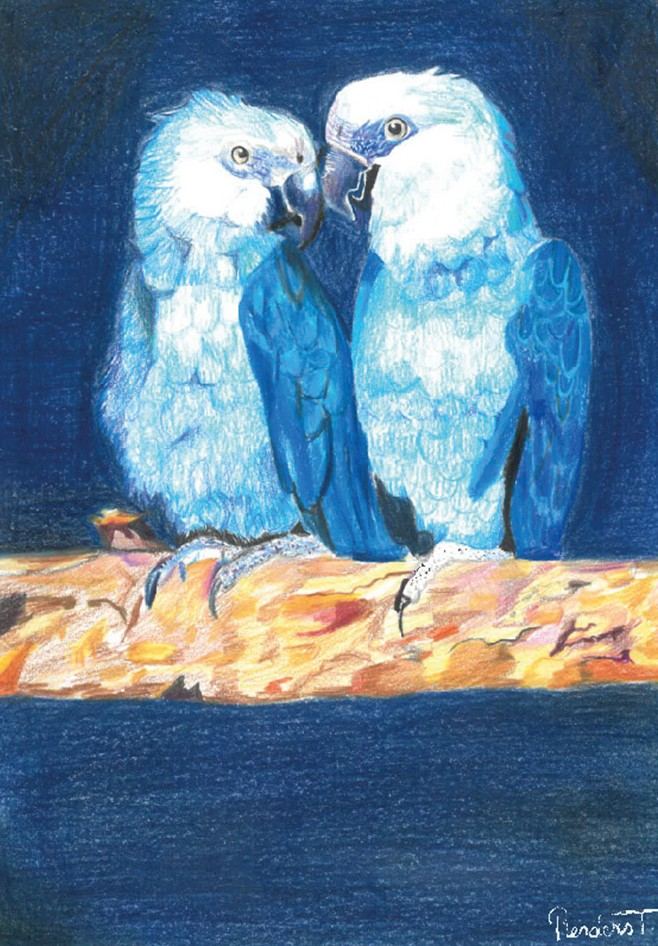 Love birds